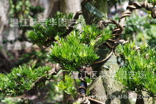 大量供應產(chǎn)地直銷綠化苗木一級優(yōu)質精品樁頭指導價 大量供應產(chǎn)地直銷綠化苗木一級優(yōu)質精品樁頭廠商 大量供應產(chǎn)地直銷綠化苗木一級優(yōu)質精品樁頭廠商 圖 盡在農(nóng)苗網(wǎng)