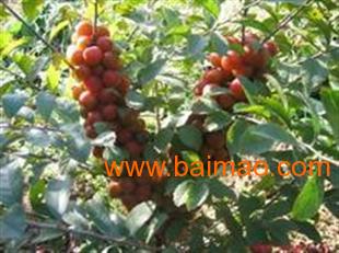 供應鈣果苗,中華鈣果苗,優(yōu)質的鈣果苗,供應鈣果苗,中華鈣果苗,優(yōu)質的鈣果苗生產(chǎn)廠家,供應鈣果苗,中華鈣果苗,優(yōu)質的鈣果苗價格