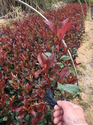 【綠化灌木紅葉石楠袋苗銷售、質(zhì)優(yōu)價廉】綠化苗木,價格,廠家,供應商,花木,龍海市東泗興輝園藝場 - 產(chǎn)品庫