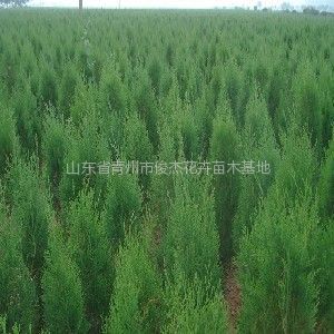 保定榆樹(shù)苗木基地、保定榆樹(shù)苗木批發(fā)、榆樹(shù)苗木價(jià)格-常青苗木--產(chǎn)品大全--E路網(wǎng)