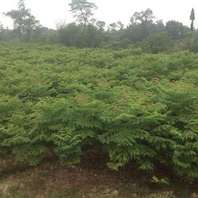 欒樹(shù)苗