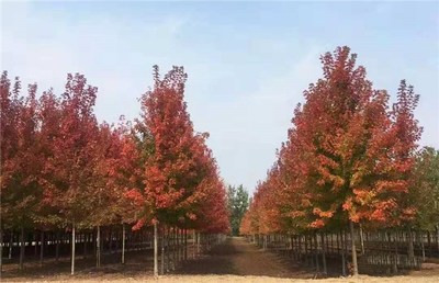 叢生紅點紅楓優質苗木 叢生紅點紅楓 泰安東楓園林