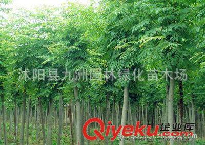 批發華山松,羅漢松,雪松,規格全,貨源足。-沭陽縣九洲園林綠化苗木場提供批發華山松,羅漢松,雪松,規格全,貨源足。的相關介紹、產品、服務、圖片、價格沭陽縣九洲園林綠化苗木場、花卉苗木;苗木種子;景觀木屋