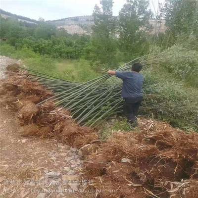主營產(chǎn)品:花卉租擺、工廠綠化工程、各種綠化苗木、花卉基地直銷