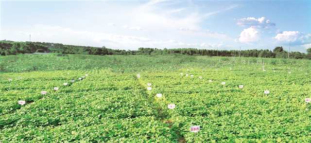 小紅薯長成富民大產(chǎn)業(yè) 彭水 把資源優(yōu)勢轉為產(chǎn)業(yè)優(yōu)勢 傾力打造 中國苕粉之都