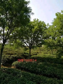 恭喜萬順苗木種植園入駐苗木通平臺 只做優(yōu)質苗木