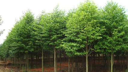 奉新綠霖苗木專業(yè)合作社 專業(yè)花卉種植，綻放鄉(xiāng)村經(jīng)濟(jì)新活力