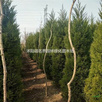 走進沭陽縣廣漢園林苗木場 打造綠色生態(tài)的專業(yè)苗木基地
